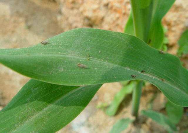 小麦皮蓟马的危害与防治_腾讯新闻