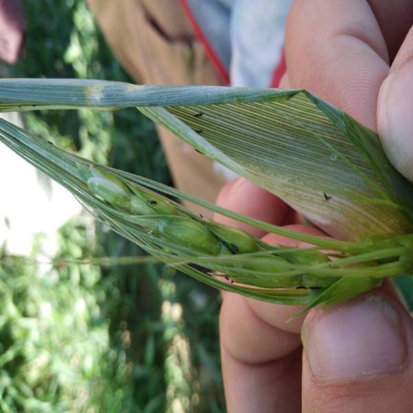 小麦皮蓟马的危害与防治_腾讯新闻