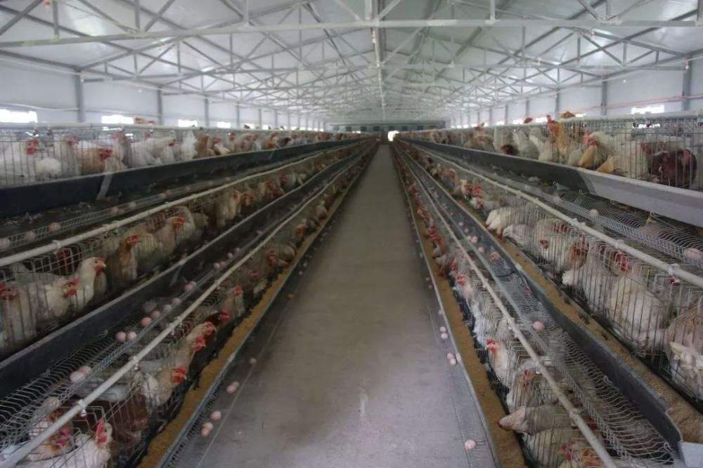 7月1日养殖"新令"全面实施,养殖户:不知道还有没有搞头