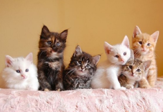 如果你爱猫那这5件事你一定不陌生养猫很惬意你经历过吗
