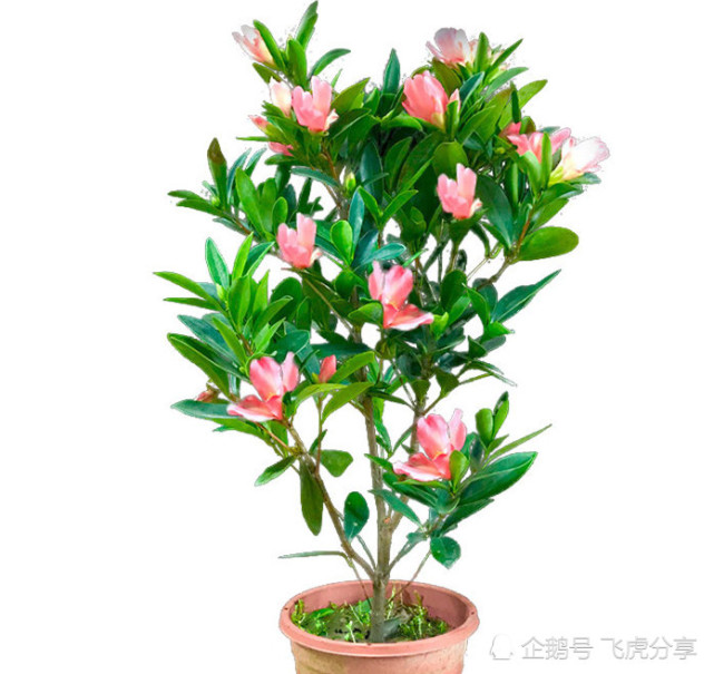 花期超长的四种名花,一开就是10个月,四季好养,高贵又漂亮