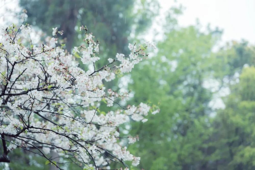 梧桐树|你几月出生，就是什么树