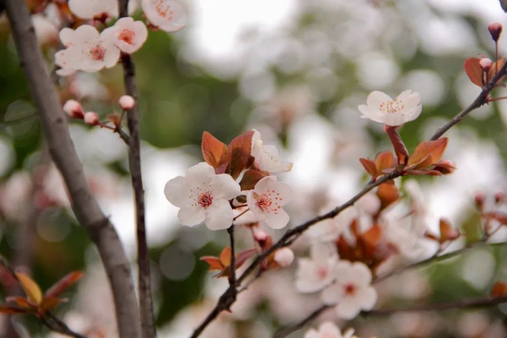 梧桐树|你几月出生，就是什么树