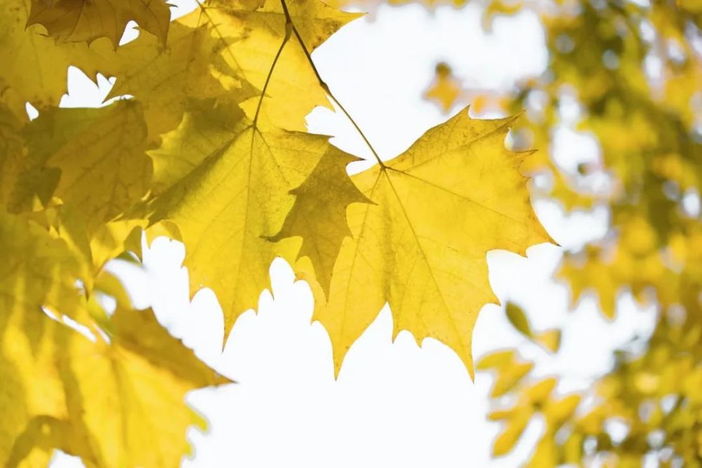 梧桐树|你几月出生，就是什么树