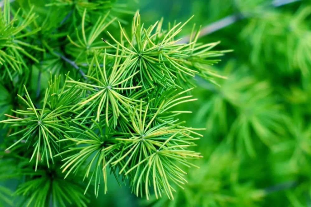 梧桐树|你几月出生，就是什么树