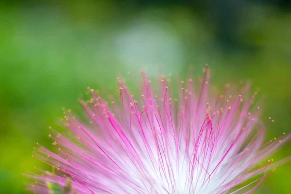 梧桐树|你几月出生，就是什么树