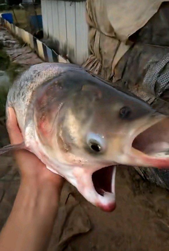 最近热传的双头鱼是变异形成的吗