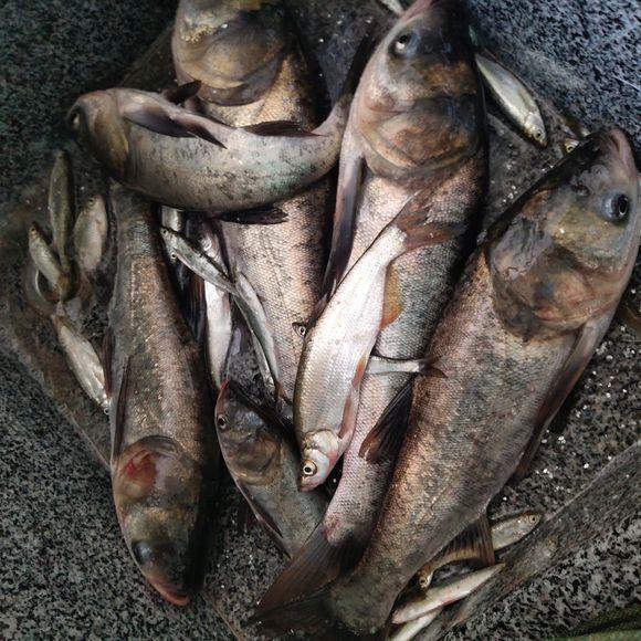 最近热传的"双头鱼",是变异形成的吗?