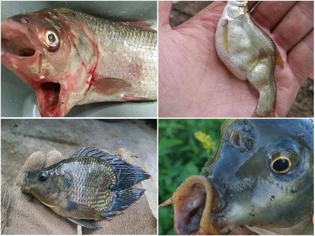 最近热传的"双头鱼",是变异形成的吗?