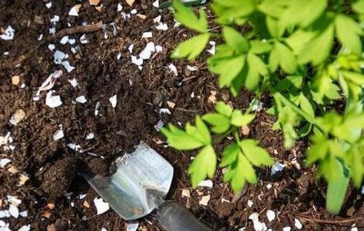 别盲目跟风用蛋壳养花 按照4步操作 盆栽植物肥力足又无害 腾讯新闻
