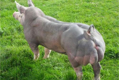 奇葩,这么强壮的健美肌肉猪!你见过吗?99的人我想都没见过