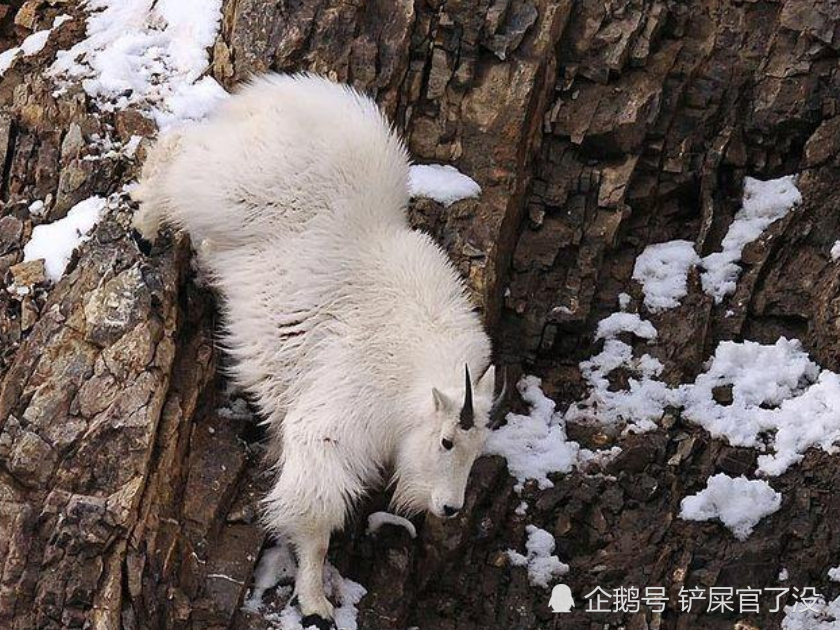 这种山羊生存技巧很特别,疯狂的"飞檐走壁"技能,悬崖间行走如履平地