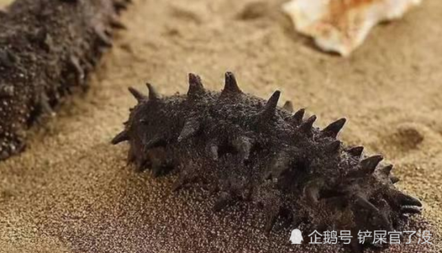 你真的懂海参吗防御机制超强不仅会变色还能分身液化超能力