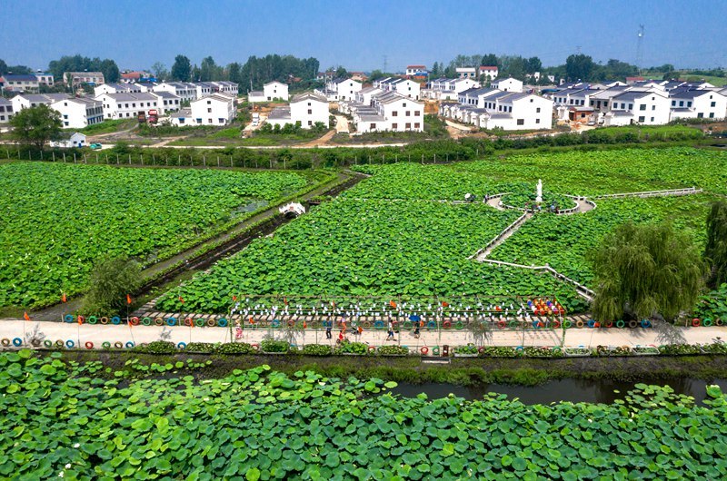 湖北省襄阳市襄城区尹集乡姚庵村荷花湖荷塘夏日美景.新华网发 杨东摄