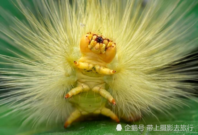 镜头下的虫生百态 这组毛毛虫照 居然还很有艺术 毛毛虫