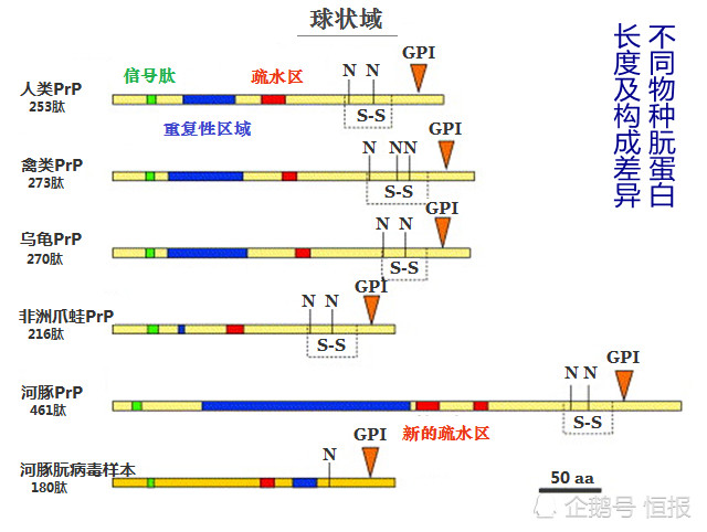 生物界|生物界毒王，感染后只能等死，冲击中心法则的朊病毒究竟是何方神圣？