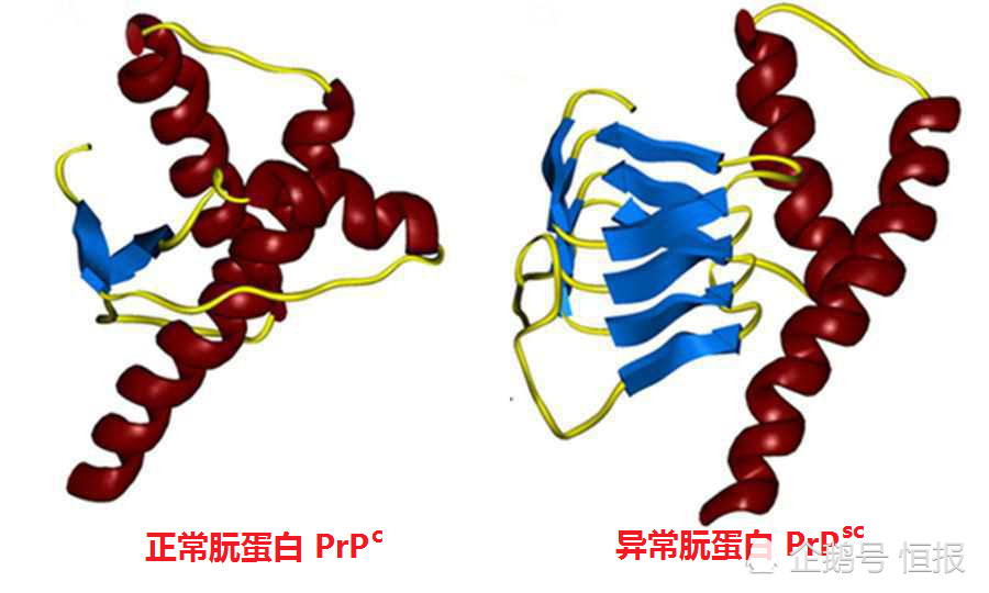 生物界|生物界毒王，感染后只能等死，冲击中心法则的朊病毒究竟是何方神圣？