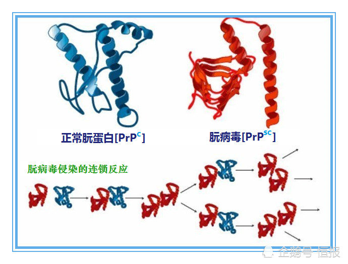 生物界|生物界毒王，感染后只能等死，冲击中心法则的朊病毒究竟是何方神圣？