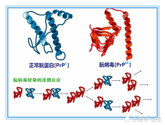 生物界毒王,感染後只能等死,衝擊中心法則的朊病毒究竟是何方神聖?