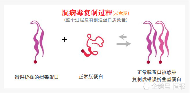 生物界|生物界毒王，感染后只能等死，冲击中心法则的朊病毒究竟是何方神圣？