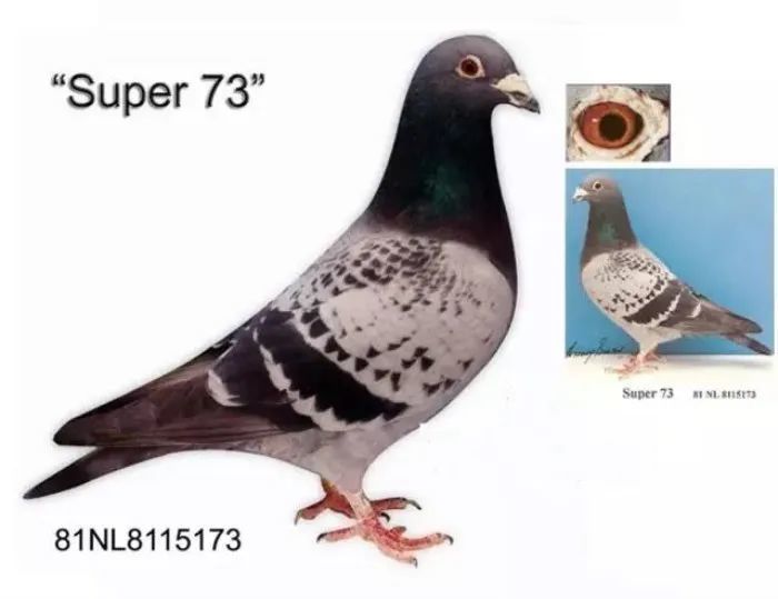 【铭鸽】永不过时的鸽系—凡龙鸽系鉴赏