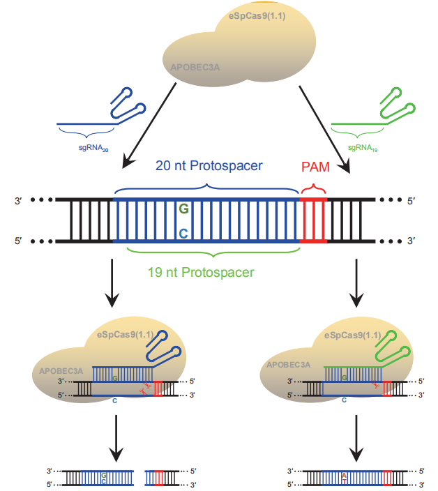 sgRNA长度调控编辑类型的植物双功能基因