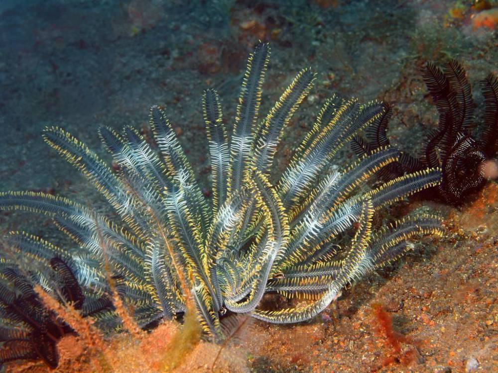 海百合长相非常像植物,但它其实是一种棘皮动物,生活在海洋中,有多条