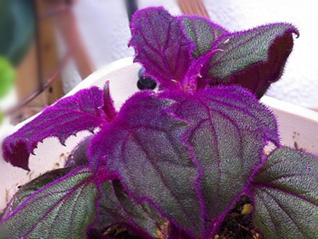 夏天室内养护什么盆栽好3种观叶植物耐阴耐热颜色比花都美