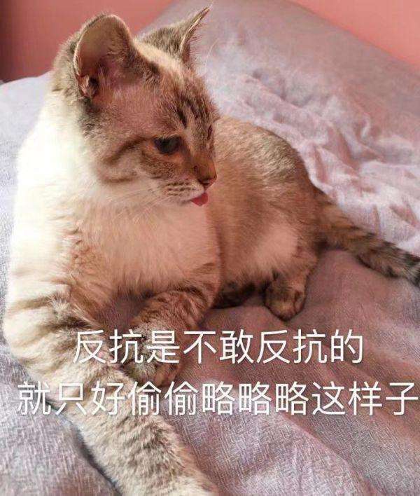 猫咪我不和你天下第一好了坏银