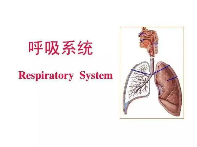 羊的呼吸系统结构图图片