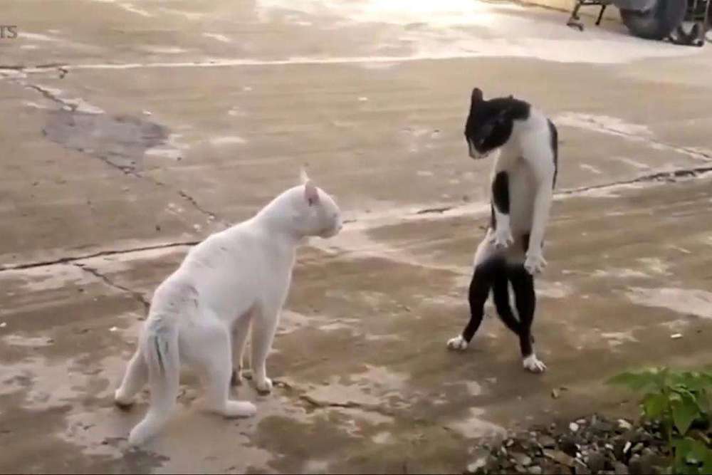 两只猫打架 白猫突然暴走两秒打出10拳 橘猫直接被打懵 腾讯新闻