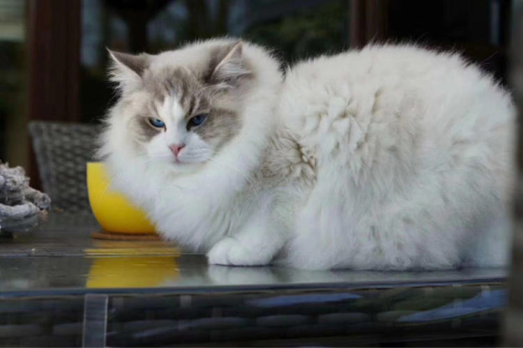 售价一两万,被"捧上神坛"的布偶猫,有一天会不会跌入谷底?