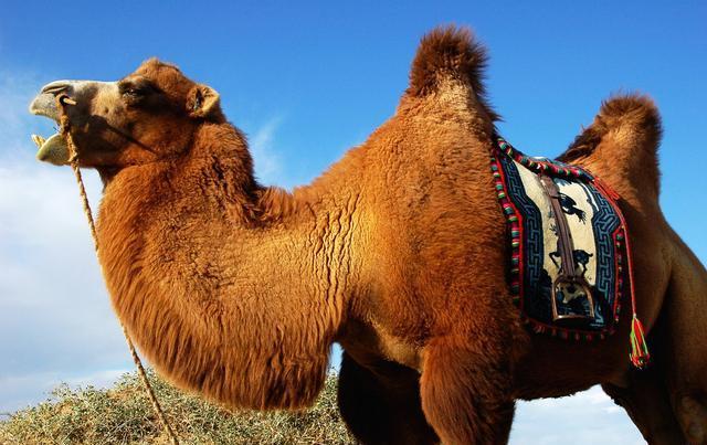 无奇不有,大自然总是有神奇的事情会出现,我们比较熟悉的骆驼科,其中