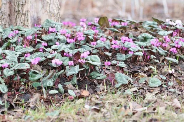 仙客来盆栽养护指南 春夏季节怎么养 腾讯新闻