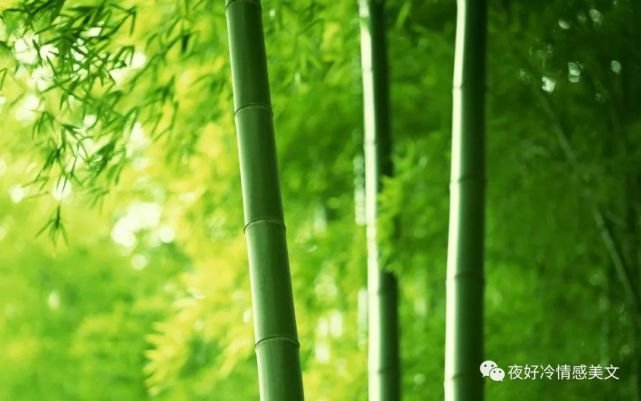 与时光静坐 深情对望流年 安然 简静 指尖 竹林 温良