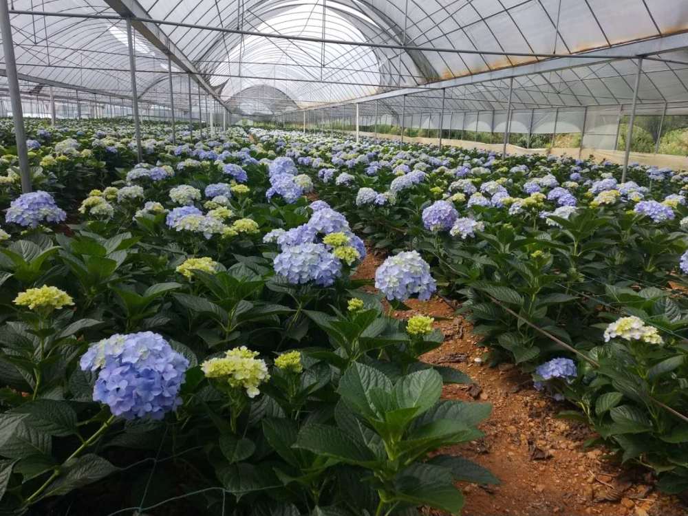 7亩绣球花滞销,贫困户紧急求助爱花的您