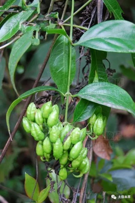 断肠草见过吗外用治皮肤湿疹体癣脚癣