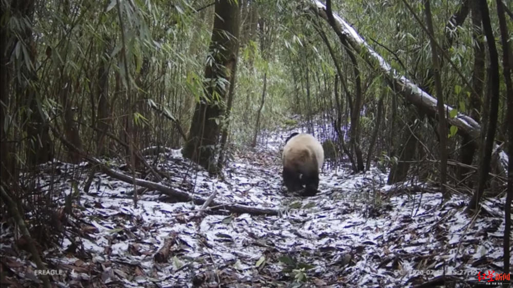罕见成都野生大熊猫竹林遛娃叼着幼崽的样子萌翻了