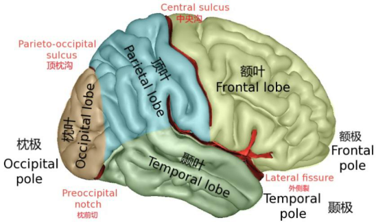意识|左右半脑各自有独立意识？大脑：我裂开了