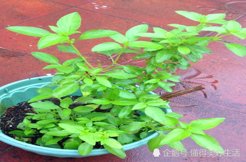 花盆|金不换怎么养护，了解这样养护小技巧和注意事项就可以生长非常好