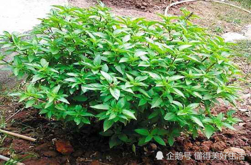 花盆|金不换怎么养护，了解这样养护小技巧和注意事项就可以生长非常好