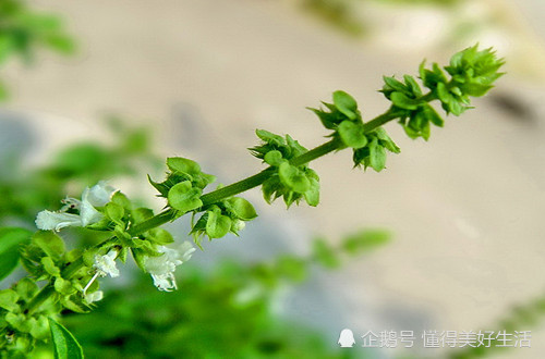 花盆|金不换怎么养护，了解这样养护小技巧和注意事项就可以生长非常好