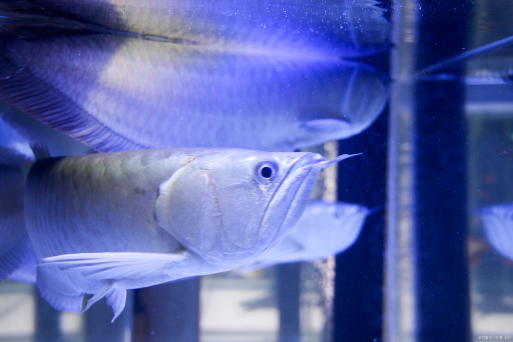 银龙鱼|关于养殖银龙鱼，您了解多少？