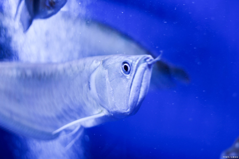 银龙鱼|关于养殖银龙鱼，您了解多少？
