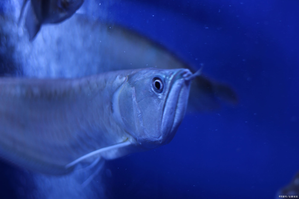 银龙鱼|关于养殖银龙鱼，您了解多少？