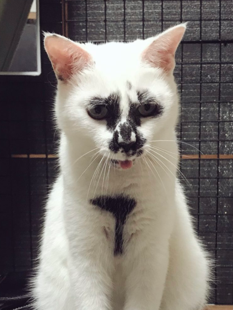 老板收养了一只没人要的"丑猫",它却因长相走红,从此生意爆满