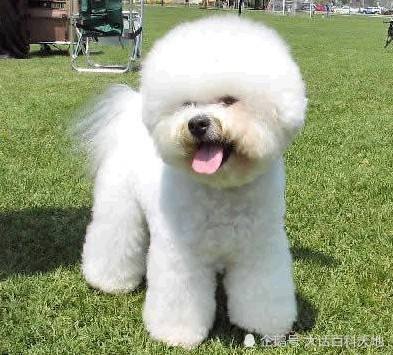 颜值爆表的马尔济斯犬 比熊犬 一身洁白的毛发 你最喜欢哪种 腾讯新闻