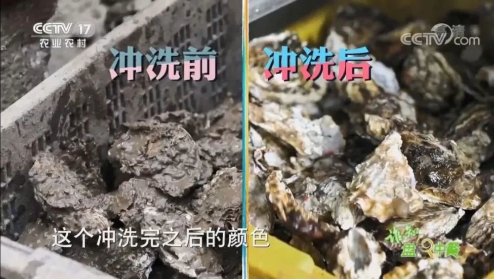 生蚝|送到我们嘴里的生蚝经历了什么？ 懒人最爱的即食小海鲜安全吗？