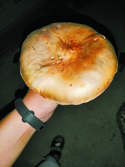 蘑菇|疫情期间找到致富路！密云海拔最高村山洞种出蘑菇