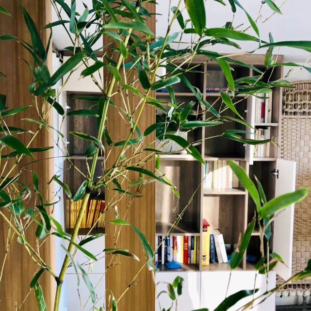 文竹是特别考验人对水的把握的,亲测不要拿文竹来练手.